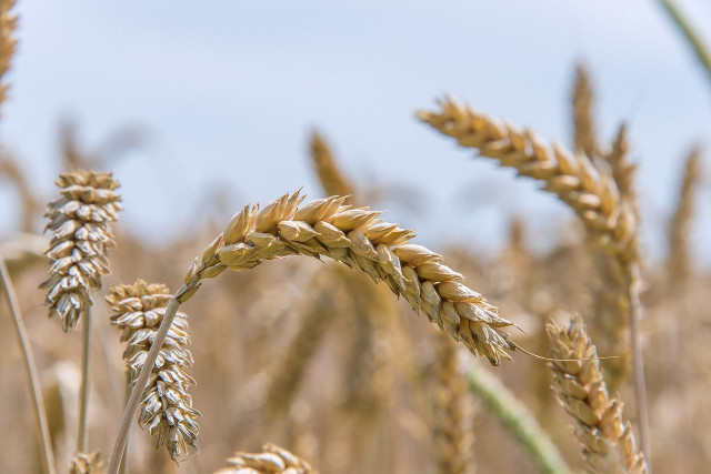 В Украине ожидают спад урожая в этом году: прогноз Минагрополитики