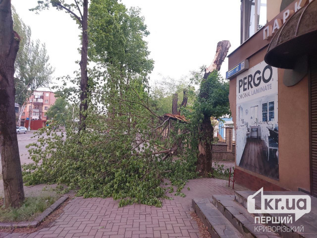 В Кривом Роге часть дерева упала на пешеходную зону