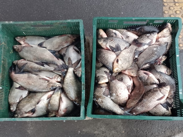 Рибпатруль на Криворіжжі виявив незаконний продаж риби та раків