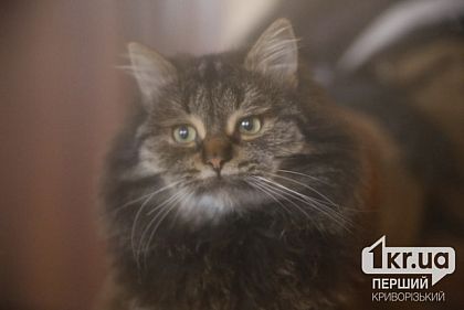 «На существование котодома»: криворожан просят присоединиться к сбору
