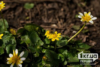 Пасмурно и без осадков: погода в Кривом Роге на 5 апреля