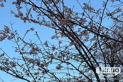 В ботаническом саду Кривого Рога расцвели сакуры