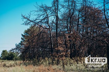 Криворожан предупреждают о повышенной пожарной опасности