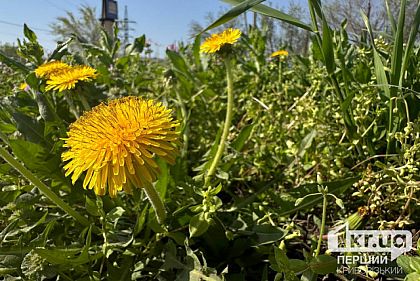 Погода в Кривом Роге на пятницу 12 апреля