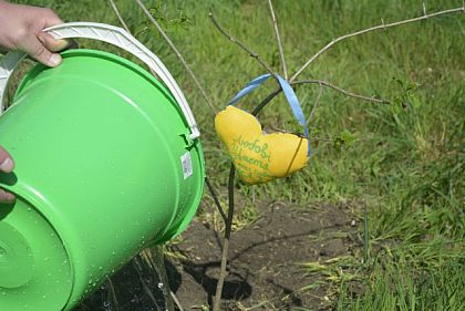 Садовая терапия: новый проект криворожского ботанического сада