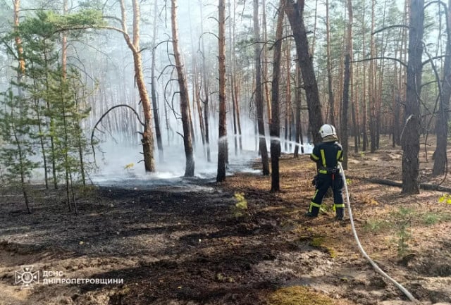 Рятувальники Дніпропетровщини загасили пожежу в хвойному лісі