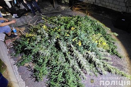 Полсотни кустов конопли: в Кривом Роге разоблачили трех сбытчиков психотропов