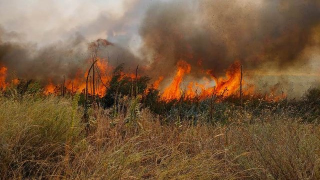 На Днепропетровщине в ближайшие дни сохраняется пожарная опасность