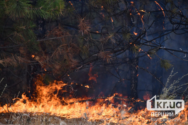 За добу 56 пожеж: рятувальники нагадують правила поводження з відкритим вогнем