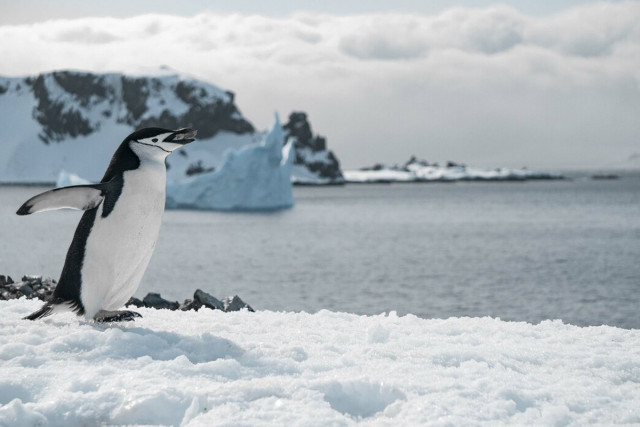 463 миллиона гривен на исследование пингвинов: развенчали очередной фейк россиян