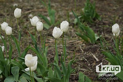 Погода в Кривом Роге 4 мая