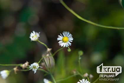 Какая погода ждет криворожан 10 мая