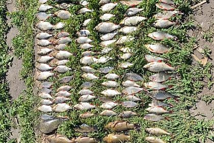 На Днепропетровщине мужчина наловил рыбы на более 290 тысяч гривен убытков
