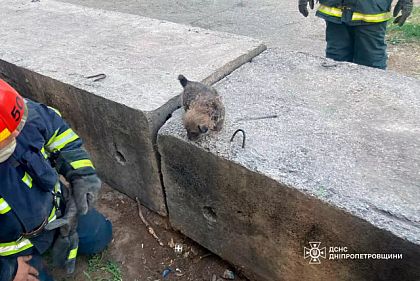 На Днепропетровщине из-под железобетонной плиты спасли щенка