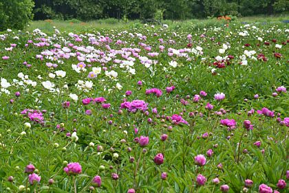 Криворожан приглашают в ботанический сад, где расцвели пионы