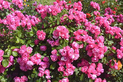 У Криворізькому ботанічному саду триває сезон цвітіння троянд