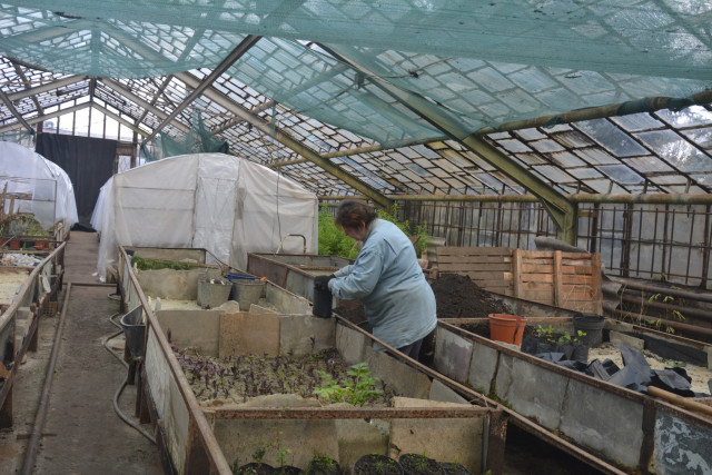 Хризантеми у Криворізькому ботсаду утеплені: працівники дякують благодійникам