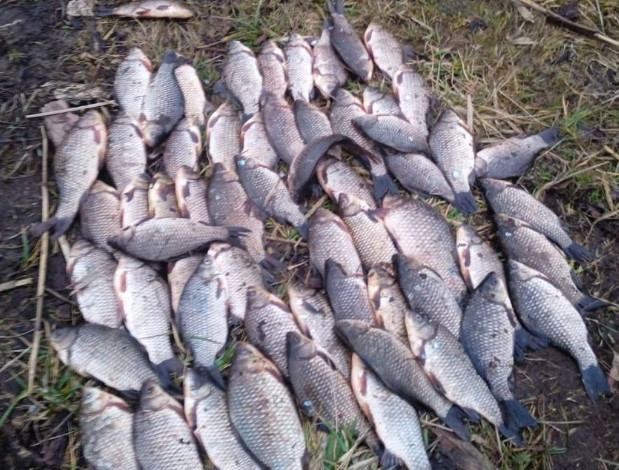На Дніпропетровщині порушник наловив риби на 95 тисяч гривень збитків
