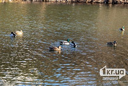 Рекомендации врачей на Крещение: стоит ли нырять в воду криворожанам