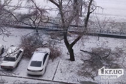 В результате непогоды в Кривом Роге попадали деревья