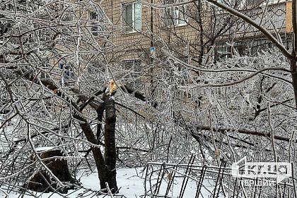 Сколько аварийных деревьев убрали в Кривом Роге из-за непогоды