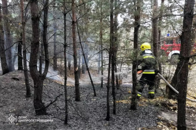 На Дніпропетровщині горіла підстилка хвойного лісу