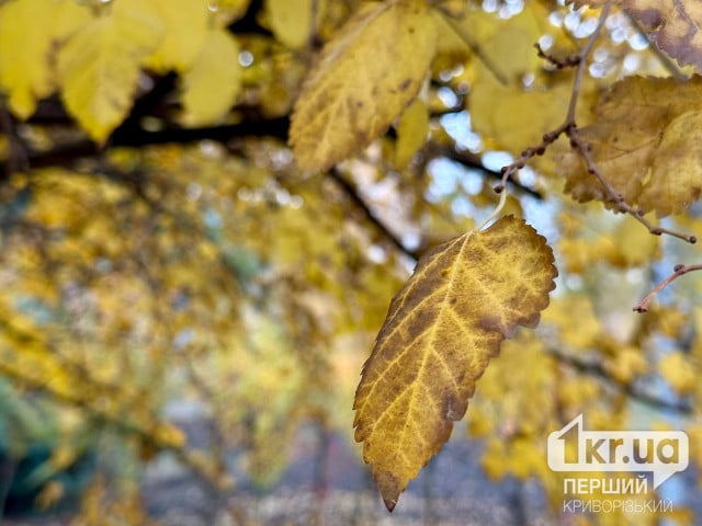 Какой будет погода на выходных в середине ноября