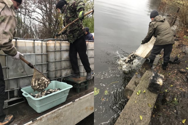 На Дніпропетровщині до Кам’янського водосховища вселили майже 1,5 тонни риби