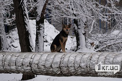 Завышенная цена труб для ремонта теплосетей: в Кривом Роге сэкономили 2,5 миллиона гривен