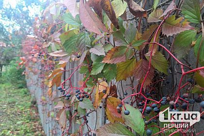 Облачно и дождливо: погода в Кривом Роге на неделю