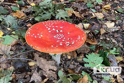 В этом году ребенок и трое взрослых с Днепропетровщины отравились грибами