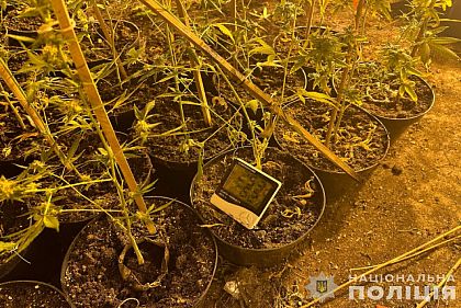 Выращивали коноплю, поддерживая нужный микроклимат: в Кривом Роге ликвидировали нарколабораторию