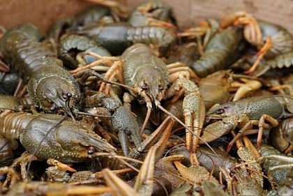 На Днепропетровщине будет действовать запрет на вылов раков: с какого числа