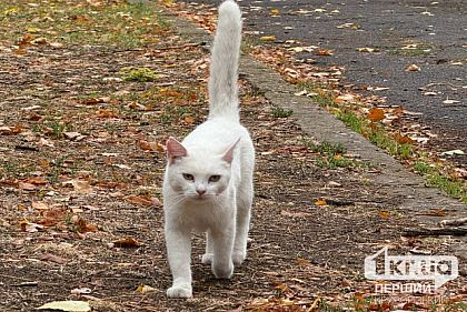 Какой будет погода в Кривом Роге 30 ноября
