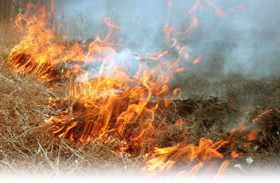 Спасатели Днепропетровской области предупреждают об опасности сжигания сухостоя