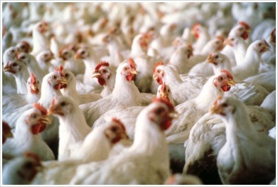 Украинский производитель курятины прекратил экспорт в Россию