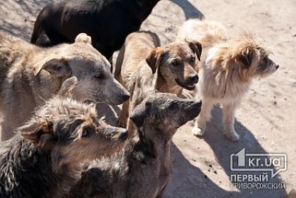 «Собака - друг человека» или «Человек собаке друг»? Четыре неравнодушные девушки взяли шефство над сворой бездомных собак