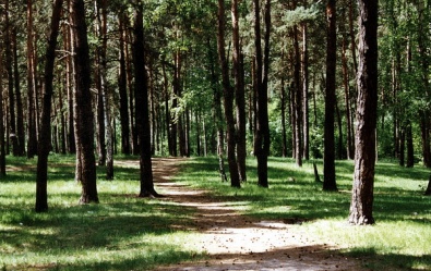 На сегодняшний день ведется патрулирование лесов Днепропетровщины