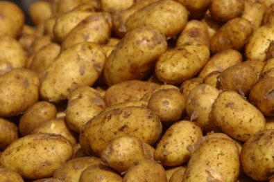 Россия вводит запрет на ввоз картофеля из Украины