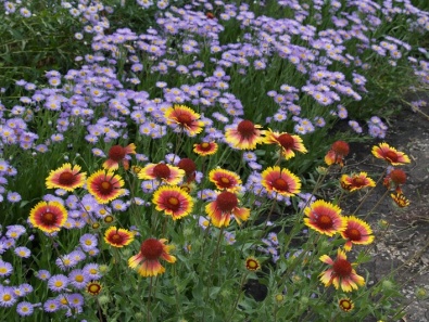 В Криворожском ботаническом саду закладывают сад беспрерывного цветения