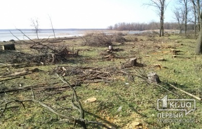 Свидетели событий: На берегу Карачуновского водохранилища вырезают полувековые дубы