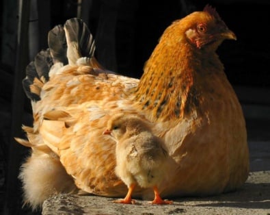 Для того, чтобы зарезать домашнюю курицу, требуется разрешение участкового ветеринара