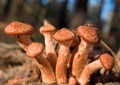 Как избежать отравления дикорастущими грибами, - ГСЧС
