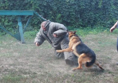 В Кривом Роге готовят служебных собак для отправки в зону АТО