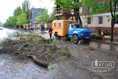 В Кривом Роге крупное дерево парализовало движение на проспекте Гагарина (ОБНОВЛЕНО)