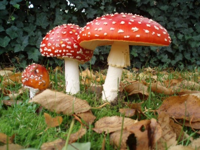 На Днепроперовщине 5 детей отравились грибами во время прогулки