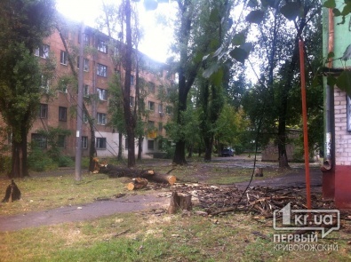 Непогода в Кривом Роге: упавшее дерево повредило линию электропередач и газовую трубу