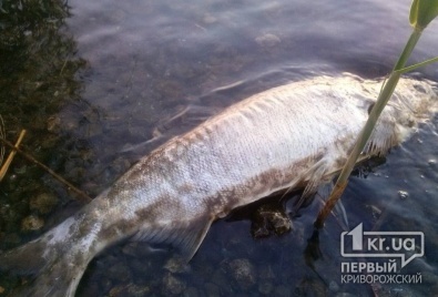 «Свидетели событий»: В Карачуновском водохранилище массово гибнет рыба