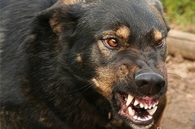 В Кривом Роге собака напала на 10-летнего ребенка