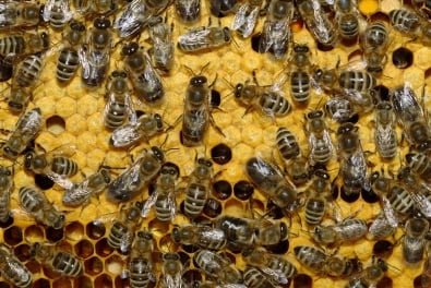 В Кривом Роге мужчина стал «жертвой» соседских пчел